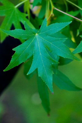 Liquidambar styraciflua 'Worplesdon' - ambroň západní - list